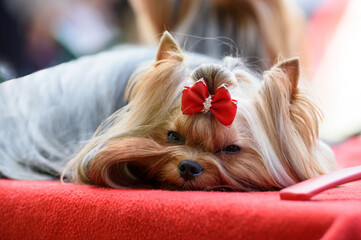 A Yorkshire terrier dog with a red bow on his head lies on a red mat.