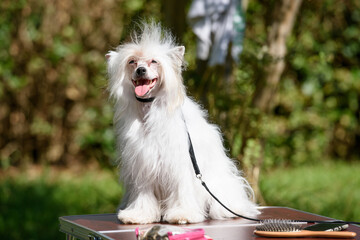 A Chinese Crested Powder Puff dog sits on a table standing outside against the backdrop of trees.
