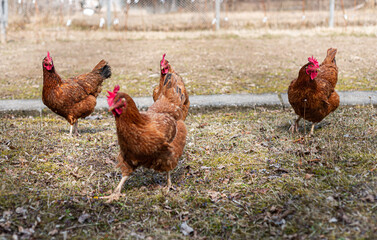 chickens looking for food in garden outdoor