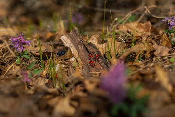 firebug, Pyrrhocoris apterus on a leaf in nature