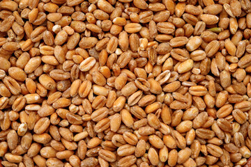 Pearl barley groats texture background. High quality photo