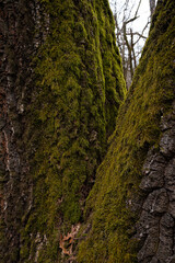moss on old oak tree in forest