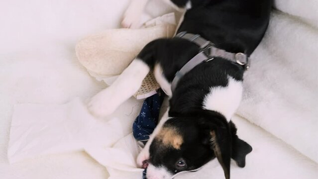 Playful little cute dog being at home alone tries to bite blue slippers insted of his toy lying on the white sofa.