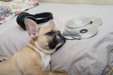 A bulldog dog on a pillow among CDs and large black headphones lies with a thoughtful look.Top view of a dog with a sad look that covered itself with a blanket.