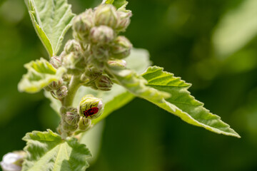 Close-up of an insect on the buds of the marshmallow plant in sunlight, shallow depth of field, selective focus.