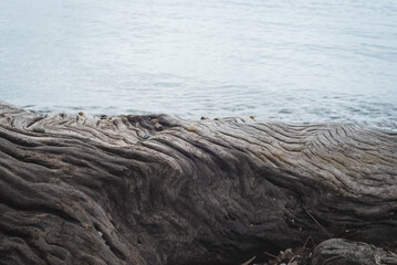 Close up view of tree trunk patterns. Sea background.