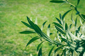 Green leaves texture and background. Oleander leaves (Nerium oleander)