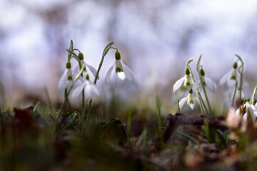 Snowdrops flowers on light blue sky, soft focused background