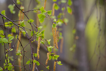 Blossoming green leaves, buds and branches of birch tree