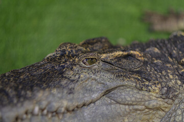 crocodile closeup eye, Alligator, Dangerous animal