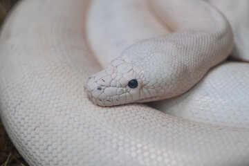 Python snake, Dangerous animal, wildlife