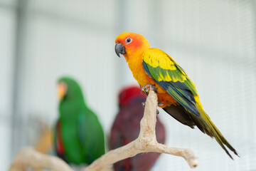 closeup parrot with blur background, nature bird, macaw
