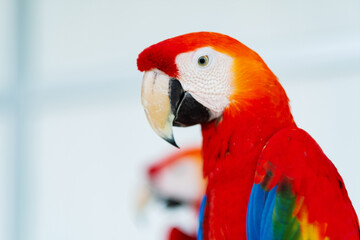 closeup parrot with blur background, nature bird, macaw