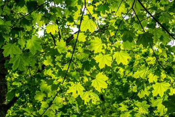 Fototapeta na wymiar Canopy of leaves of plane tree illuminated by the sun
