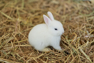 rabbit, bunny pet with blur background, animals