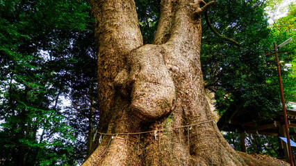 五所八幡宮の大きな御神木