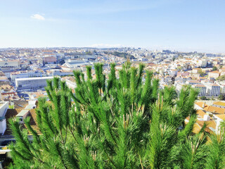 View with pine in Lisboa