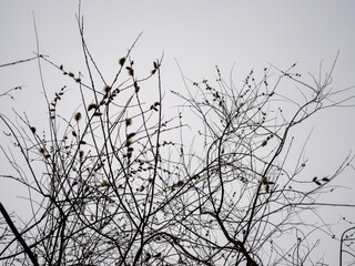 Willow catkins (Salix discolor) in the park.