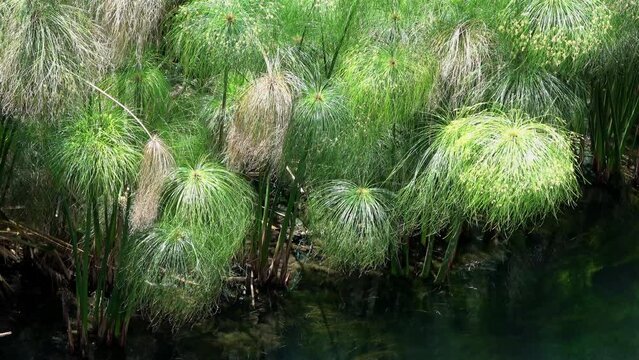 Arethusa Bilder Durchsuchen 443 Archivfotos, und