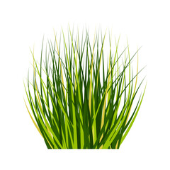 Bush tall fluffy isolated on white. Green bunch of grass. Spring and summer design element.