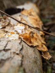 Mushrooms on a rotten tree trunk.