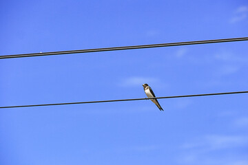 Bird on the power line/Oiseau sur la ligne électrique © Guillaume BRUN