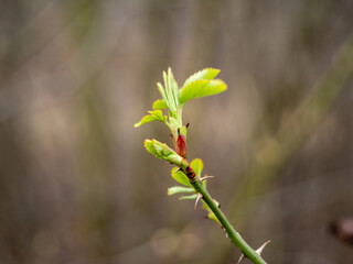 Young shoots of wild rose. Rosehip leaves.