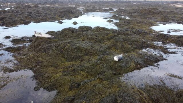 Seals In Ytri Tunga beach In Iceland - drone shot