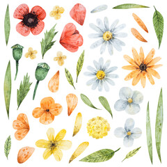Watercolor set of field flowers. Isolated summer flowers on white background
