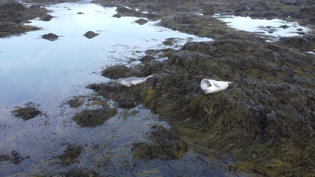 Seals relaxing, Ytri Tunga Iceland, aerial video