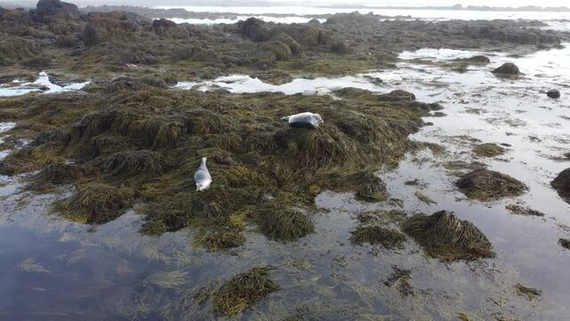 Seals relaxing, Ytri Tunga beach Iceland, aerial