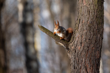 a squirrel is sitting on a tree branch