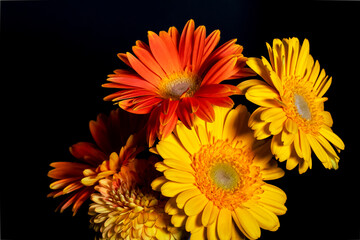 Colourful dahlia orange and yellow colour flowers and light designs black background high-quality studio Photography artificial light.