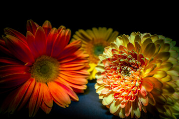 Colourful dahlia orange and yellow colour flowers and light designs black background high-quality studio Photography artificial light.