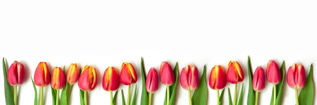 Beautiful yellow and red tulip flowers lie on a white background. Isolate, space for text, top view. Gift for a holiday to a woman and a girl. Banner
