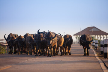 Buffaloes walking on a road in rural Thailand.