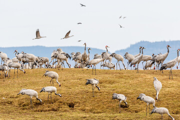 Flock with Crane on a field in spring