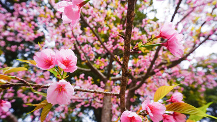 五所八幡宮の桜