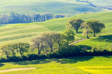Fototapeta premium Dirt Road with trees in a field