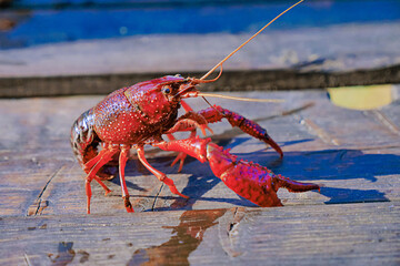 Crayfish/L'écrevisse