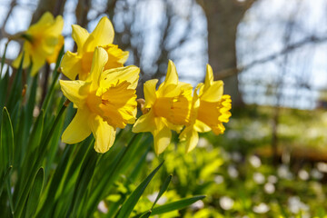 Close-up of Daffodils flowers in bloom at spring