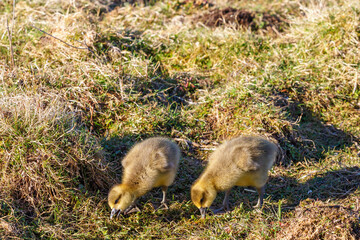 Fluffy goslings grazing in the grass