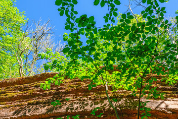Green leaves on a branch at a rock wall