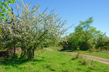 Fototapeta na wymiar Flowering tree in a meadow on a dirt road