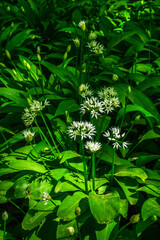 Blossoming wild garlic in the forest