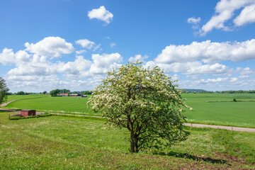 Flowering single tree in a beautiful country landscape