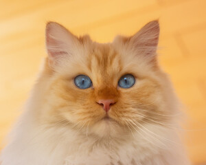 Portrait of a Birman / Persian mix cat with blue eyes