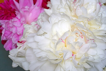 Full bloom view of a white peony flower festiva maxima