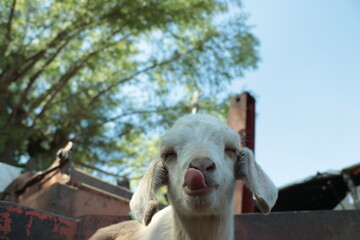 Chivos - Cabras