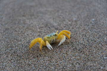 Yellow crab walking on a sand. Tropical sandy beach. Vacation, holiday background.